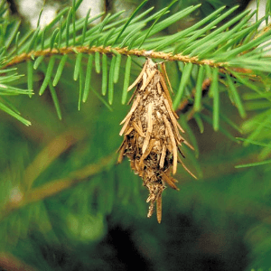 closeup of a bagworm's larval bag hanging from a pine tree